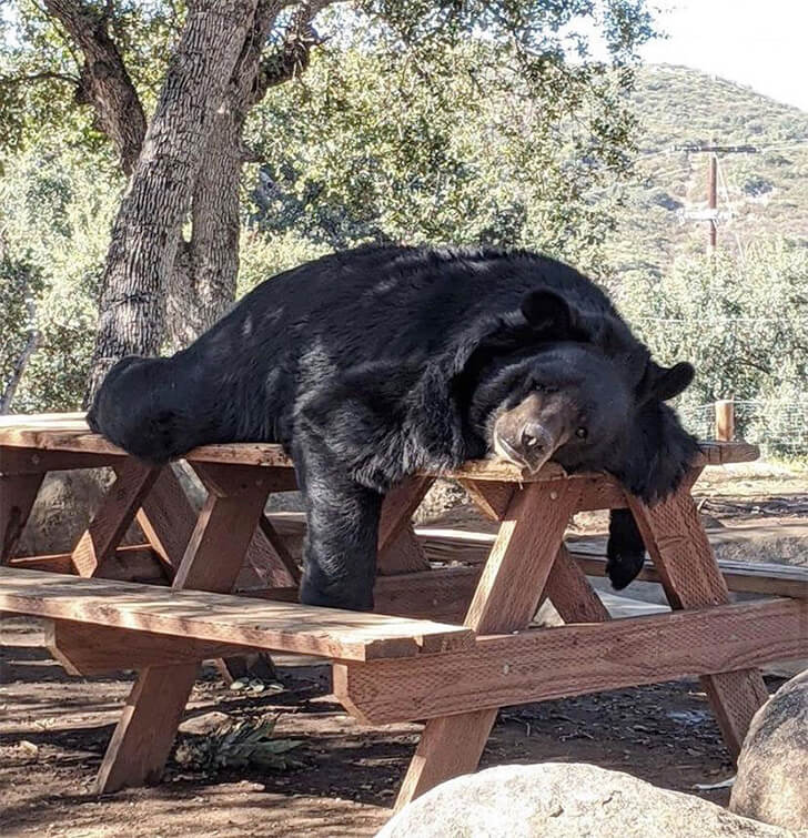 The-Unusual-Resting-Spot-of-a-Black-Bear